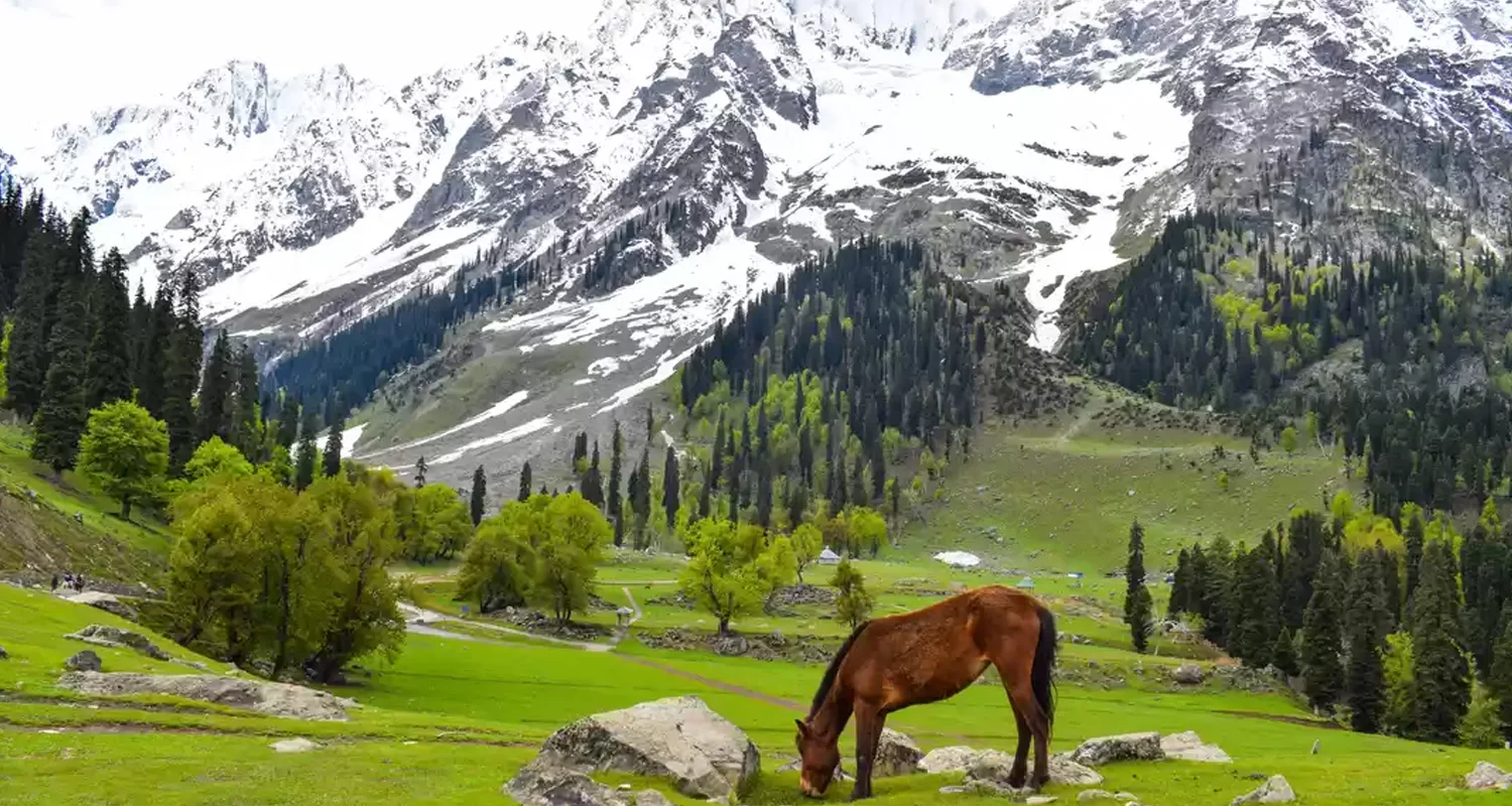 Kashmir 1