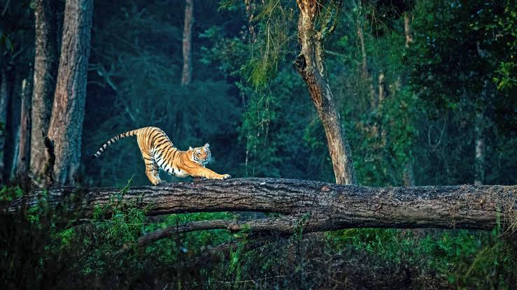 Uttarakhand Nainital Jim Corbett 4N 5D
